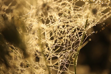 Spiderweb