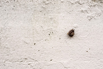 white wall with a little snail crawling on it