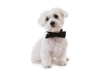 studio shot of cute maltese dog in bow tie, isolated 