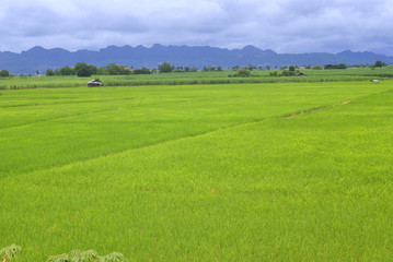 landscape of rice field