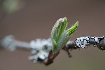 The first spring gentle leaves, buds and branches macro close up background