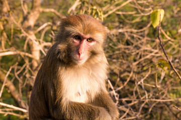 Obraz premium Affen in China