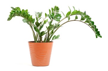 Zamioculcas plant in a pot isolated on white background.