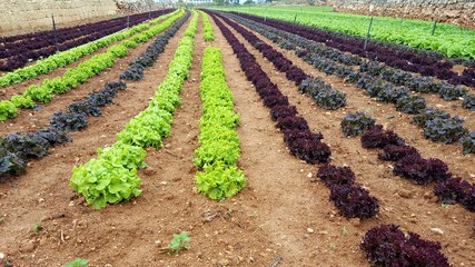 Obraz premium Field with organics vegetables