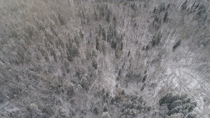 Aerial view: winter forest. Snowy tree branch in a view of the winter forest. Winter landscape, forest, trees covered with frost, snow.