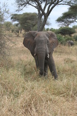 Fototapeta na wymiar elephant stare down