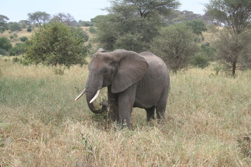 Fototapeta premium elephants