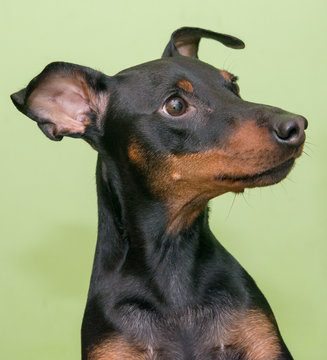 The Miniature Pinscher is a small breed of dog originating from Germany.