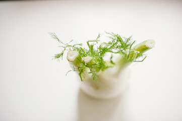 still-life photograph of fennel