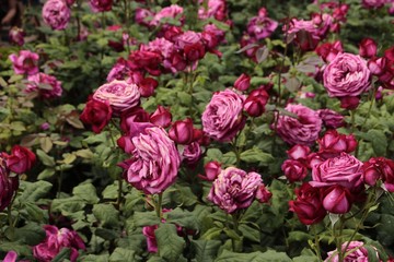 Goethe fragrant roses
