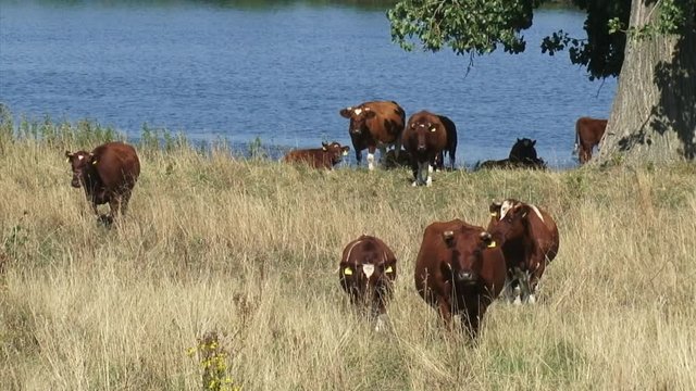 Deep red cattle cows curiously in summer meadow + zoom out river Meuse (Maas) in The Netherlands