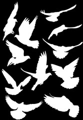 pigeon white isolated eleven silhouettes