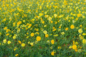Obraz premium Yellow cosmos field