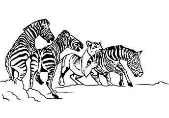 lioness hunting zebra illustration