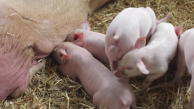 Hungry Piglets Sucking at Farm