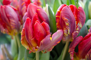 Tulipe Rouge Photos Royalty Free Images Graphics Vectors