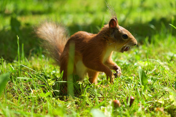 Russian squirrel with walnut