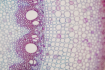 Cross-section Plant Stem under the microscope for classroom education.