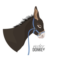 Adorable donkey head with black mane in blue harness