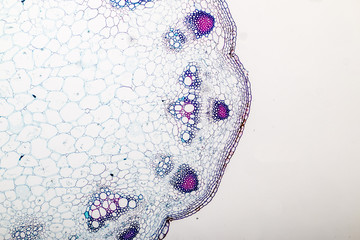 Cross-section Plant Stem under the microscope for classroom education.