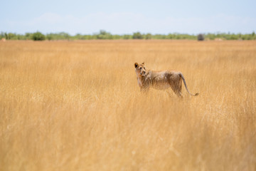 Incredible close up view of a female lion with a tracking collar around the neck walking through dry grass in Etosha National Park in Namibia, Africa. Etosha Park is a popular tourist destination.