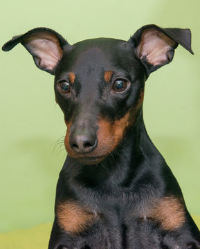 The Miniature Pinscher is a small breed of dog originating from Germany.
