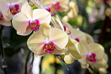 Fototapeta na wymiar Yellow phalaenopsis orchid flower