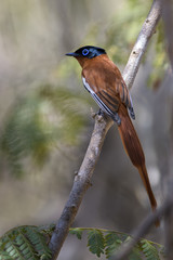 Madagascar Paradise-flycatcher - Terpsiphone mutata, Madagascar. Beautiful perching bird with extremely long tail long Madagascar forests, bushes and gardens.
