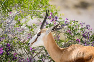 Beautiful close up view of a Springbok antelope with long horns standing near a bush in Etosha...
