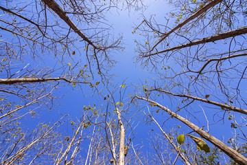Dry Trees, from worm view under the trees.