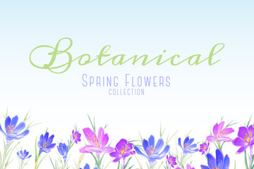 Floral banner with violet and blue crocus flowers. Vector spring design for cosmetics, perfume, wedding invitation and greeting card.