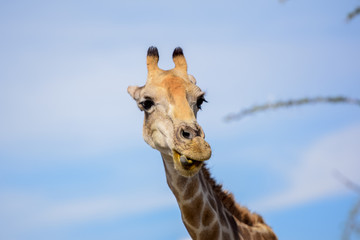 Obraz premium Close up of a Giraffe's head making a happy and funny face. Seen in Etosha National Park in Namibia, Africa. Etosha Park is a famous tourist destination.