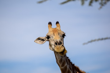 Close up of a Giraffe's head making a happy and funny face. Seen in Etosha National Park in Namibia, Africa. Etosha Park is a famous tourist destination.