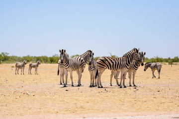 Fototapeta na wymiar Beautiful view of a herd of Zebras standing together in a dry waterhole in Etosha National Park in Namibia, Africa. Etosha Park is a famous tourist destination.