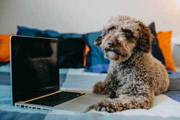 .Nice and sweet brown spanish water dog working from his laptop on top of the bed at home. Lifestyle.