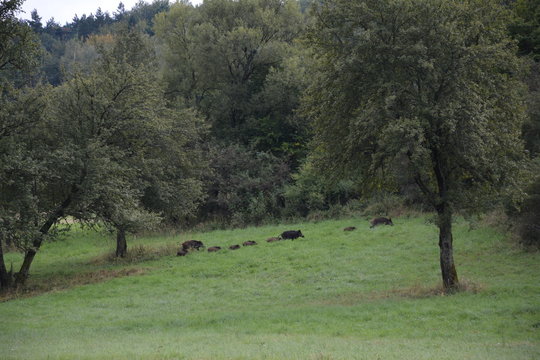 locha z młodymi dzikami dzik