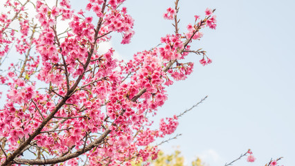Pink cherry blossom (sakura) in a garden.