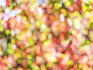 Blurred colorful autumn leaves. Nature background.