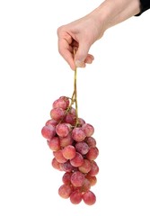 Hand holding a bunch of red grapes. Isolated on white background.