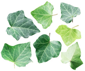 Green ivy leaves on the white background.