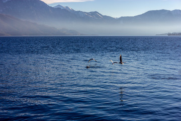 Obraz premium seagulls on a lake in Austria