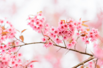 Beautiful Wild Himalayan Cherry Blossom in Phu Lom Lo