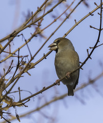 Hawfinch in the UK