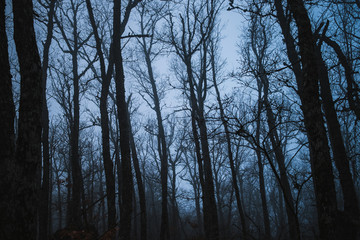 Forest in the fog