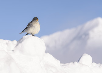 The bird on snowbank