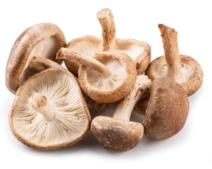 Shiitake mushrooms on the white background.