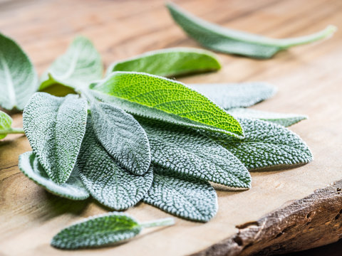 Fresh leaves of garden sage on the wooden background.