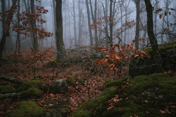 Forest in the fog