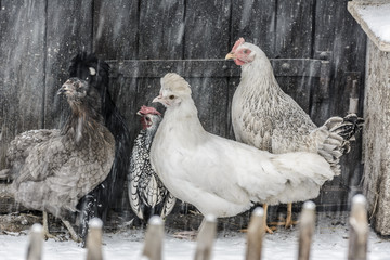 Hühner im Schnee