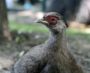 Ordinary pheasant closeup